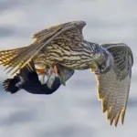 Merlin Merlin fotó és leírás - madár (sólyom madár információ) Merlin Merlin fotó és leírás - madár