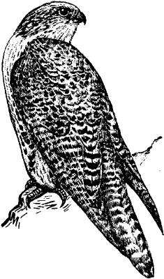 Merlin - az