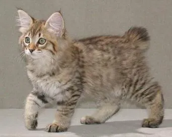 Macskák Kuril Bobtail karakter, Fajtajegyei, külső fotók (különösen) Macskák Kuril Bobtail karakter, Fajtajegyei, külső, fotók
