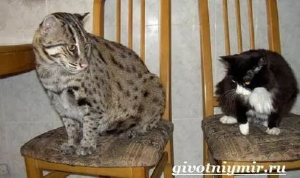 cat halászat