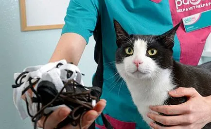 A macska megette csipke, mit kell tenni, és szükség van-e az aggodalomra, a macska és a macska (szükséges) A macska megette csipke, mit kell tenni, és szükség van-e az aggodalomra, a macska és a macska
