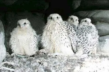 Merlin, fotók