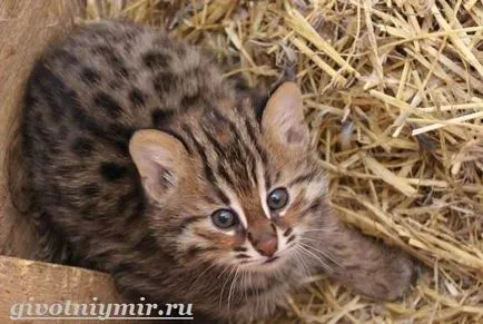 cat halászat