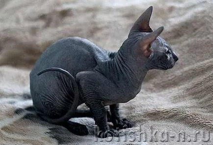 Peterbald macska fajta - a pétervári szfinx, 30 fotók és leírások