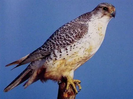 Merlin - legnagyobb az a sólyom „testvériség” (a) Merlin - legnagyobb az a sólyom „testvériség”