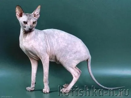 Peterbald macska fajta - a pétervári szfinx, 30 fotók és leírások