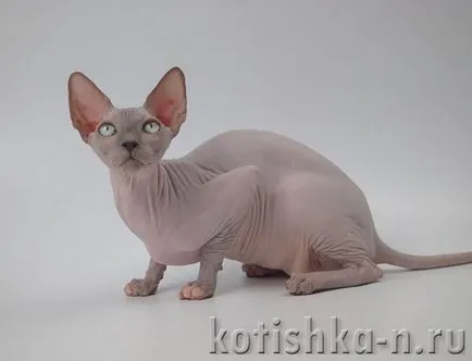 Peterbald macska fajta - a pétervári szfinx, 30 fotók és leírások