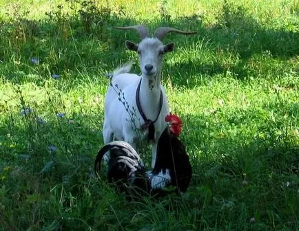 Kecske és a kakas - férfi kompatibilitás és a nő szerelmes, házasság, munka, ágy, barátság