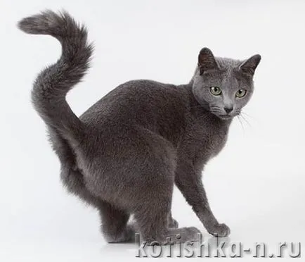 Côte jelzi a lakásban, mit kell tenni, hogyan kell számolnia cat védjegy területén (do) Côte jelzi a lakásban, mit kell tenni, hogyan kell számolnia macska védjegy területén
