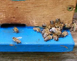 Ki a bordó, szerepe a méhek életképességének