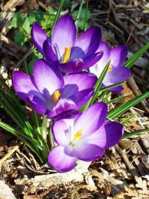 Crocus egy bankot, hogyan kell gondoskodni és táplálni (ellátás) Crocus egy bankot, hogy növekszik és hogyan kell gondozni
