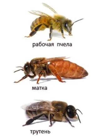 Ki a bordó, szerepe a méhek életképességének