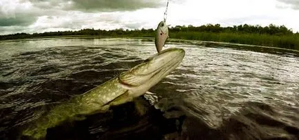 Krenke csuka top 10 catchability Woblerek, horgászat trükkök