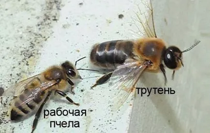 Ki a bordó, szerepe a méhek életképességének