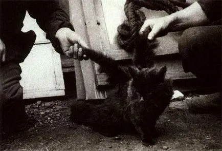 Szárnyas macska - a forrása a jó hangulat (macska) Szárnyas macska - a forrása a jó hangulat