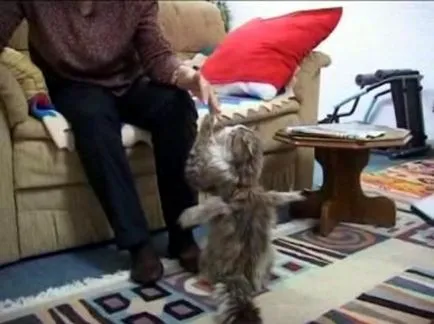 Szárnyas macska - a forrása a jó hangulat (macska) Szárnyas macska - a forrása a jó hangulat