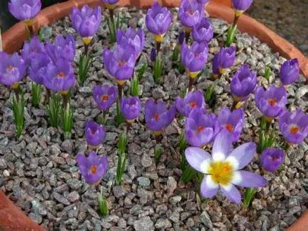Crocus egy bankot, hogyan kell gondoskodni és táplálni (sáfrány) Crocus egy bankot, hogy növekszik és hogyan kell gondozni