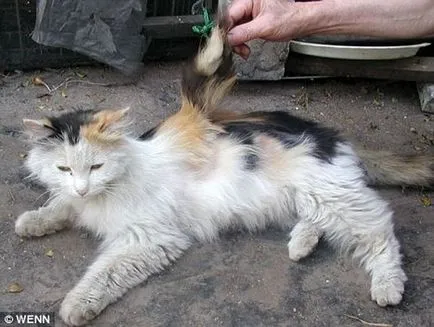 Szárnyas macska (szárnyas macska) (szárnyas) Szárnyas macska (szárnyas macska)