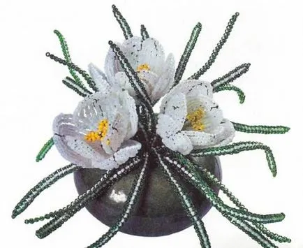 Crocus gyöngy
