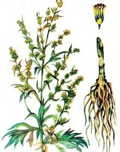 A kezelés az allergiás csalánkiütés felnőttek és gyermekek (felnőttek) A kezelés az allergiás csalánkiütés felnőttek és gyermekek