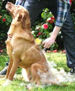 Labrador fajta leírását és ápolási szolgáltatások (labrador) Labrador fajta leírását és jellemzőit ellátás