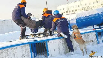 Labrador fajta leírását és ápolási szolgáltatások (leírás) Labrador fajta leírását és jellemzőit ellátás