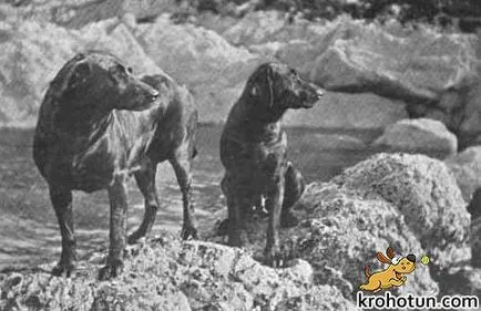 Labrador fajta leírását és ápolási szolgáltatások (rock) Labrador fajta leírását és jellemzőit ellátás
