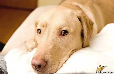 Labrador fajta leírását és ápolási szolgáltatások (rock) Labrador fajta leírását és jellemzőit ellátás