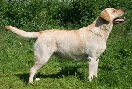 Labrador retriever kutya fotó, ár, fajta leírás, karakter, videó