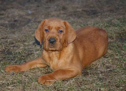 Labrador retriever kutya fotó, ár, fajta leírás, karakter, videó