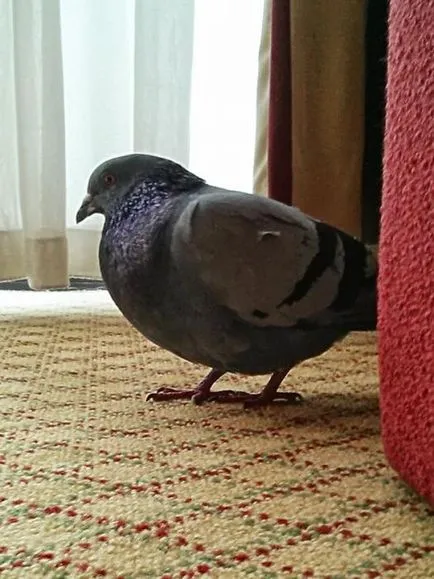 Ahhoz, hogy Ön galamb ült az ablakpárkányon nem csak