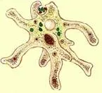 Pod, Radiolarians