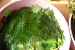 szőlőlevél a téli előforma dolma