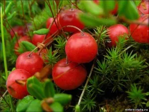 A kezelés Viburnum bogyók, áfonya, oblepihabudem egészséges! (Cranberry) A kezelés Viburnum bogyók, áfonya, oblepihabudem egészséges!