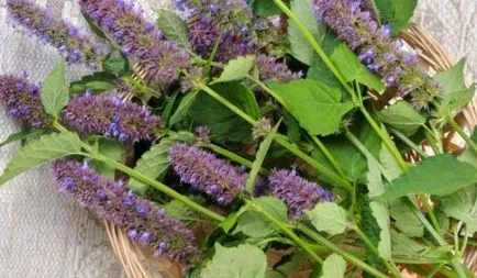 Lofant termesztés, felhasználása és alkalmazása ezen illatos növények (fűszernövények és füvek) Lofant termesztés, felhasználása és alkalmazása, az aromás növény