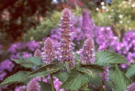 Lofant termesztés, felhasználása és alkalmazása ezen illatos növények (ház) Lofant termesztés, felhasználása és alkalmazása, az aromás növény
