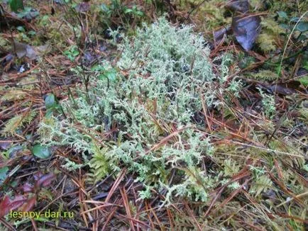 zuzmó cladonia