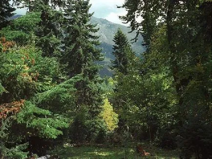Erdőterület - az erdő területén Magyarország - Forest Hungary (Magyarország) Erdőterület - az erdő területén Magyarország - Magyar erdő