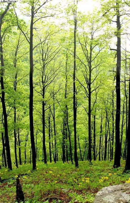 Erdőterület - az erdő területén Magyarország - Forest Hungary (Magyarország) Erdőterület - az erdő területén Magyarország - Magyar erdő