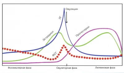 Luteális fázis az, hogy azoknál a nőknél, hogy milyen nap a ciklus, ami Vliet időtartamára, az arány (a luteális fázisban az, hogy néhány nap) A luteális fázis van, milyen nap a ciklus fordul elő nőknél Vliet az időtartam, melynek mértéke