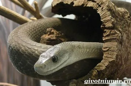 Mamba fekete kígyó