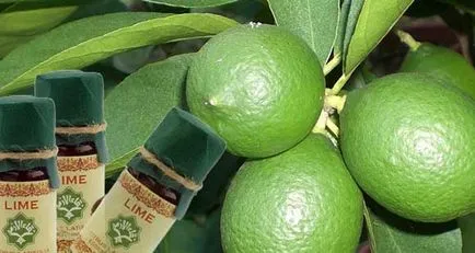 Olaj mész hasznos tulajdonságokat és alkalmazások a kozmetika és az orvostudomány (előnyös) Olaj lime hasznos tulajdonságai és alkalmazásai a kozmetika és az orvostudomány
