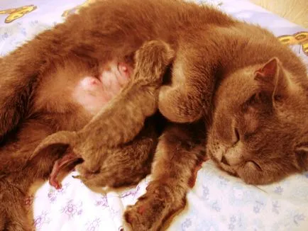 Mastitis macskák kezelésére otthon, 5 fényképek, videók,