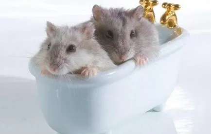 Lehet fürödni hörcsögök a mosóvizet a hazai és Jungar szíriai rágcsálók