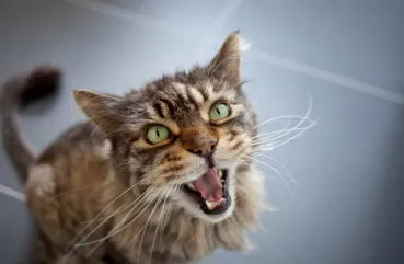 Nyávog macska vagy macska, hogyan és miért a cica meows állandóan ok nélkül, video
