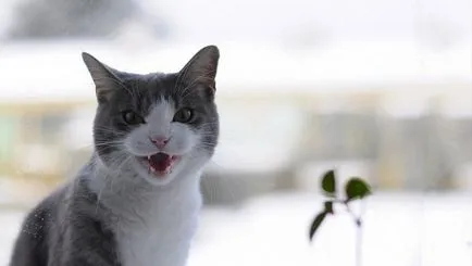 Nyávog macska vagy macska, hogyan és miért a cica meows állandóan ok nélkül, video