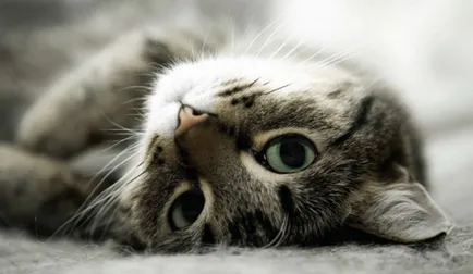 Nyávog macska vagy macska, hogyan és miért a cica meows állandóan ok nélkül, video