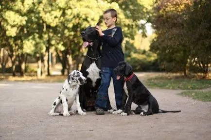 Great Dane fotók, árak, jellemzőit és a fajta leírását, az értékelés a tulajdonosok (rock) Great Dane fotók, árak, jellemzőit és a fajta leírását, vélemények tulajdonosok
