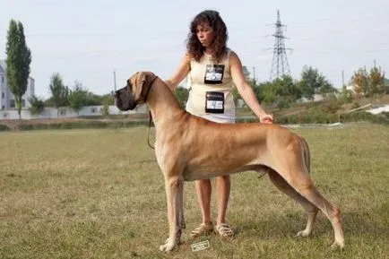 Great Dane fotók, árak, jellemzőit és a fajta leírás, vélemények a tulajdonosok (leírás) Great Dane fotók, árak, jellemzőit és a fajta leírását, vélemények tulajdonosok