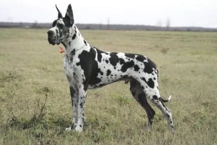 Great Dane fotók, árak, jellemzőit és a fajta leírás, vélemények a tulajdonosok (leírás) Great Dane fotók, árak, jellemzőit és a fajta leírását, vélemények tulajdonosok